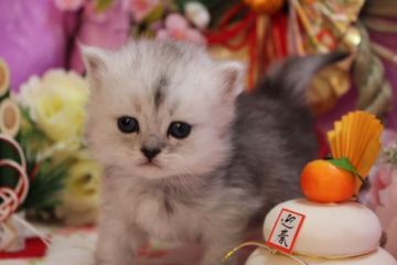 ミヌエット【福岡県・女の子・2017年11月25日・シルバータビー】の写真「可愛いお顔の長足の女の子」