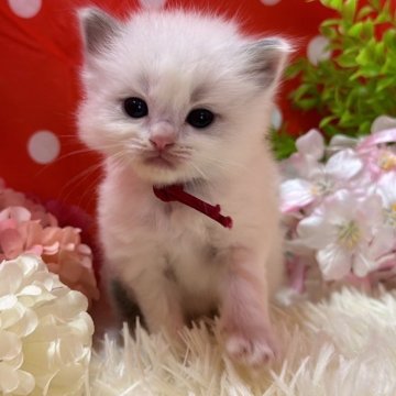ラグドール【福岡県・女の子・2024年2月20日・ブルーポイントバイカラー】の写真「実物はもっと可愛いですよ🩷」