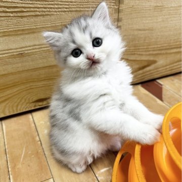 ミヌエット(長足)【福岡県・男の子・2024年8月21日・シルバータビーホワイト】の写真「美猫さんで成長が楽しみです！」