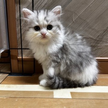 ミヌエット(長足)【福岡県・男の子・2024年5月27日・シルバータビーホワイト】の写真「とってもキュートなミヌエット❤️」