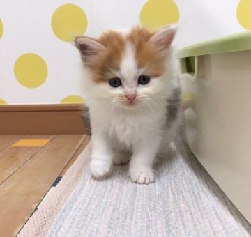 マンチカン(長足)【福岡県・女の子・2019年7月24日・キャリコ（ロングヘア）】の写真「元気いっぱいの６兄妹」