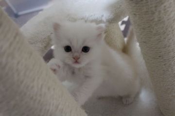 ミヌエット【福岡県・男の子・2017年10月25日・カメオタビー&ホワイト】の写真「優しいお顔立ちの長足君」