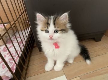 マンチカン(長足)【福岡県・男の子・2019年3月3日・ブラウンタビー&ホワイト】の写真「お雛様の日に可愛い５兄妹が誕生しました💛」