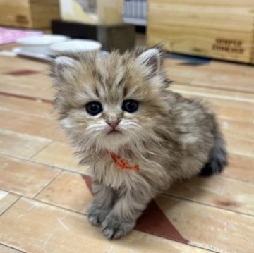 ペルシャ(チンチラ)【福岡県・女の子・2023年9月30日・チンチラゴールデン】の写真「ふわふわ可愛い女の子❤️」