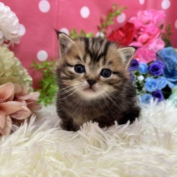 マンチカン(短足)【福岡県・男の子・2024年1月12日・ブラウンタビー】の写真「人懐こい短足ボーイ❤️」