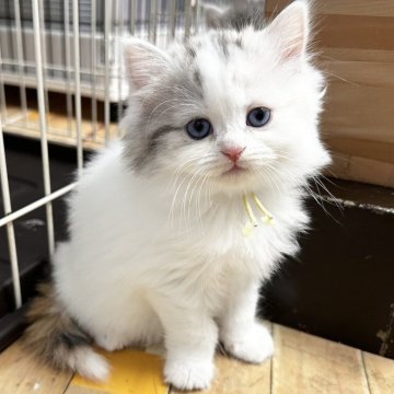 マンチカン(長足)【福岡県・女の子・2024年10月22日・キャリコ】の写真「今後ますます可愛くなってまいります♥️」
