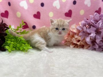 マンチカン(短足)【福岡県・女の子・2021年2月3日・クリームタビー&ホワイト（ショートヘア）】の写真「人気のカラー！可愛い短足ちゃん」