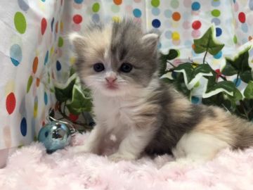 マンチカン(長足)【福岡県・女の子・2019年4月23日・ダイリュートキャリコ】の写真「激カワ💛レアなカラー」