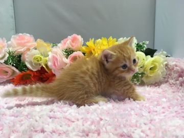 マンチカン【福岡県・男の子・2017年9月7日・レッドタビー】の写真「兄妹仲良し！短足ボーイ♬」