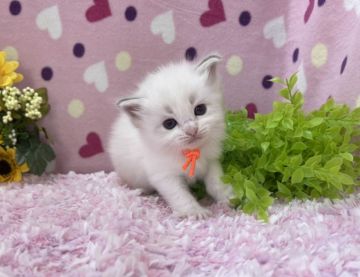 ラグドール【福岡県・女の子・2021年6月18日・ブルーポイントバイカラー（セミロング）】の写真「気品高い美しい子」