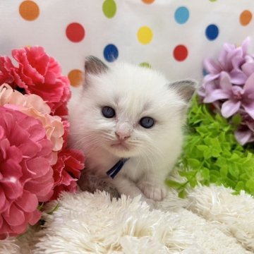 ラグドール【福岡県・男の子・2023年6月30日・ブルーポイントバイカラー】の写真「気品高く美しい子」