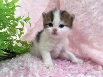 マンチカン(長足)【福岡県・男の子・2019年3月3日・ブラウンタビー&ホワイト】の写真「お雛様の日に可愛い５兄妹が誕生しました💛」