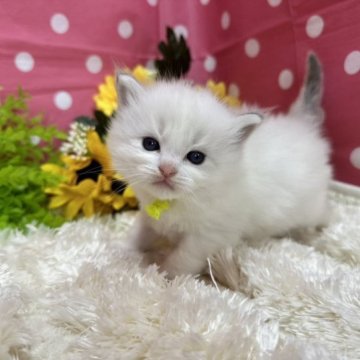 ラグドール【福岡県・女の子・2023年5月22日・ブルーポイントバイカラー】の写真「美しいお顔立ちに綺麗なカラー」