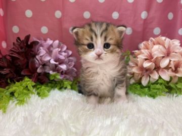 ミヌエット【福岡県・男の子・2021年5月25日・ブラウンタビー&ホワイト（セミロング）】の写真「お目目がクリクリ！長足男の子」