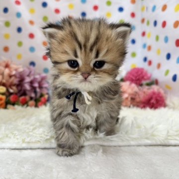 ペルシャ(チンチラ)【福岡県・女の子・2024年3月8日・チンチラゴールデン】の写真「激可愛❤️ご見学にぜひ！」