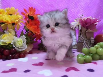 ミヌエット【福岡県・女の子・2017年12月7日・シルバーパッチドタビー&ホワイト】の写真「長足のミヌエットベビー」