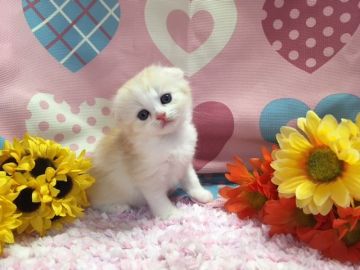 マンチカン【福岡県・女の子・2017年8月7日・カメオタビー&ホワイト】の写真「ふわふわモコモコ！長足女の子♥」
