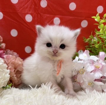 ラグドール【福岡県・女の子・2024年2月20日・ブルーポイントバイカラー】の写真「実物はもっと可愛いですよ🩷」