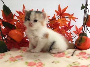 ミヌエット【福岡県・女の子・2018年8月2日・キャリコ】の写真「綺麗なカラーに優しいお顔立ちのロングヘア」