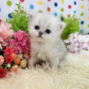 ミヌエット(長足)【福岡県・男の子・2024年2月19日・シルバータビーホワイト】の写真「実物はもっと可愛いですよ🩷」