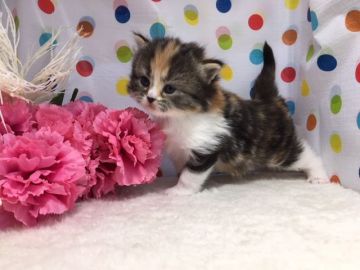 マンチカン(長足)【福岡県・女の子・2019年3月10日・ブラウンパッチドタビー&ホワイト（ロングヘア）】の写真「まん丸お顔の可愛い女の子」