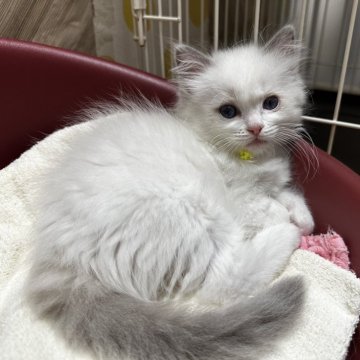 ラグドール【福岡県・女の子・2024年4月3日・ブルーポイントバイカラー】の写真「今後ますます可愛くなってまいります😊」