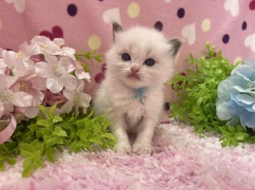 ラグドール【福岡県・男の子・2022年2月25日・ブルーポイントバイカラー】の写真「今後ますます可愛くなってきます💛」