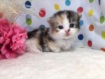 マンチカン(短足)【福岡県・女の子・2019年3月13日・キャリコ（ロングヘア）】の写真「優しいお顔立ちのおっとりさん」