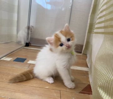 マンチカン(長足)【福岡県・男の子・2019年7月30日・レッドタビー&ホワイト（ロングヘア）】の写真「実物は100倍可愛い❤7兄妹」
