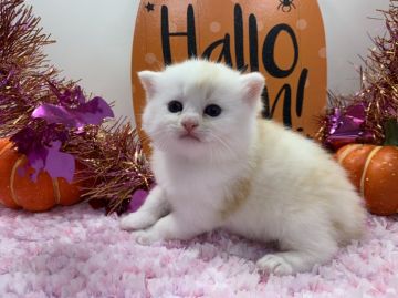 ミヌエット【福岡県・男の子・2019年9月6日・レッドタビー&ホワイト】の写真「是非ご見学にお越しください!(^^)!」