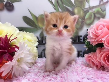 ミヌエット【福岡県・男の子・2018年4月16日・レッドタビー&ホワイト】の写真「激カワ！ミヌエット」