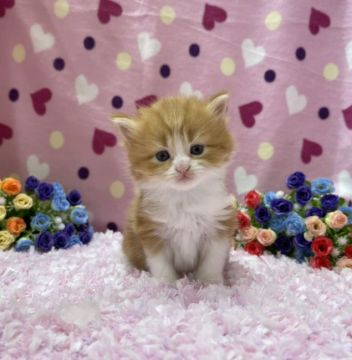 マンチカン(長足)【福岡県・女の子・2021年5月9日・レッドタビー&ホワイト（セミロング）】の写真「今後ますます可愛くなってきます💛」