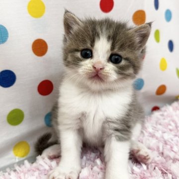マンチカン(長足)【福岡県・男の子・2024年8月28日・ブルータビーホワイト】の写真「イケメンの長足ボーイ！」