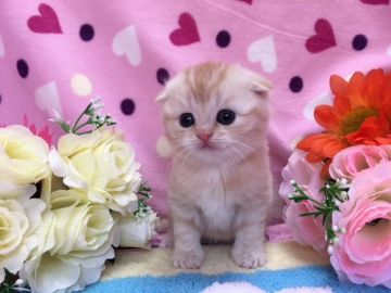 マンチカン【福岡県・男の子・2017年12月19日・レッドタビー】の写真「お目目がクリクリ！長足の男の子」