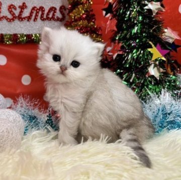 ペルシャ(チンチラ)【福岡県・女の子・2023年10月18日・チンチラシルバー】の写真「被毛が更にふさふさになってきます。可愛いお顔立ち！」