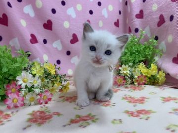 ラグドール【福岡県・男の子・2020年7月22日・ブルーポイントバイカラー】の写真「好奇心旺盛の５兄妹❤」