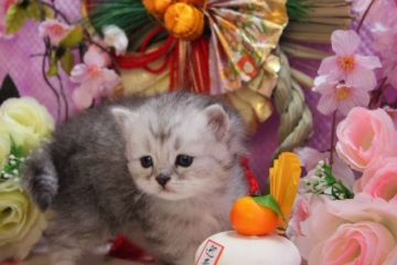 ミヌエット【福岡県・男の子・2017年11月25日・シルバータビー】の写真「困ったお顔が上手？長足の男の子」