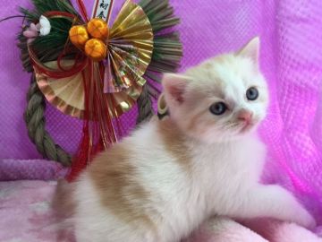 マンチカン【福岡県・男の子・2016年12月15日・レッドタビー&ホワイト】の写真「元気いっぱいのイケメン君💛」