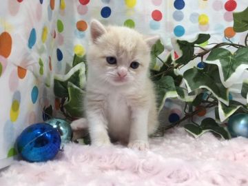 マンチカン(長足)【福岡県・男の子・2019年4月23日・クリームタビー&ホワイト（ショートヘア）】の写真「人気カラーのイケメン坊や♬」