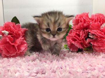 ミヌエット【福岡県・女の子・2019年3月21日・ブラウンタビー&ホワイト（ロングヘア）】の写真「優しいお顔立ちの長足ちゃん」