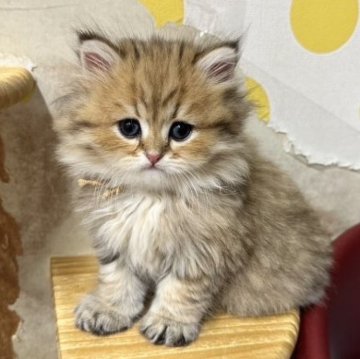 ペルシャ(チンチラ)【福岡県・男の子・2023年3月20日・チンチラゴールデン】の写真「今後ますます可愛くなって参ります❤️」