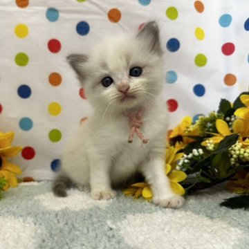 ラグドール【福岡県・男の子・2024年6月26日・ブルーポイントバイカラー】の写真「綺麗なお顔立ちのラグちゃん」