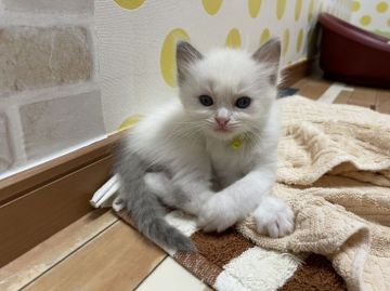 ラグドール【福岡県・男の子・2021年5月28日・ブルーポイントバイカラー（セミロング）】の写真「今後ますます可愛くなってきます💛」