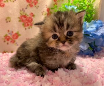 マンチカン(短足)【福岡県・女の子・2019年12月11日・ブラウンタビー（セミロング）】の写真「可愛い４兄妹のご紹介です」