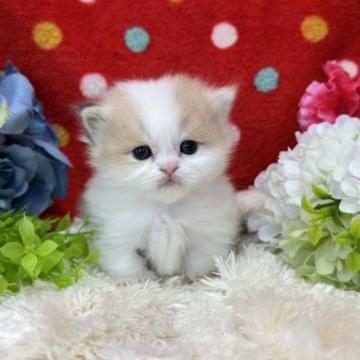 ミヌエット(短足)【福岡県・女の子・2023年2月6日・ダイリュートキャリコ】の写真「大人気のカラー！めちゃめちゃ可愛いです」