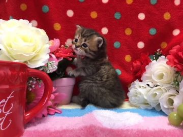 マンチカン(長足)【福岡県・男の子・2018年4月4日・ブラウンタビー】の写真「長足のモコモコくん」