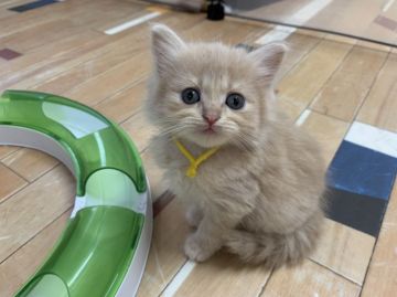 マンチカン(長足)【福岡県・男の子・2019年7月24日・クリームタビー（ロングヘア）】の写真「元気いっぱいの６兄妹」