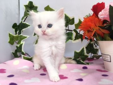 ミヌエット【福岡県・男の子・2018年5月24日・カメオタビー&ホワイト】の写真「人懐っこく綺麗なカラーのイケメン君💛」