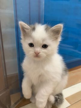 マンチカン(長足)【福岡県・男の子・2019年11月12日・ブルータビー&ホワイト（ロングヘア）】の写真「将来が楽しみな美しい仔♬」