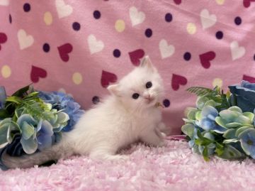 ラグドール【福岡県・女の子・2021年5月28日・ブルーポイントバイカラー（セミロング）】の写真「今後ますます可愛くなってきます💛」